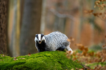 Wild Badger (Meles meles) animal leaning against a spruce tree. European badger, autumn struce forest with green moss. Mammal in environment, sunset evening. © Jaroslav