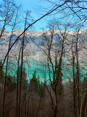 Wald vor Brienzer See (Switzerland)