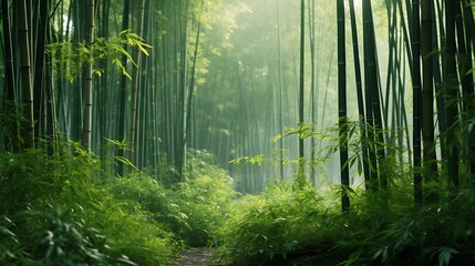 Embark on a visual journey through a dense bamboo forest, capturing the elegance of the tall stalks...