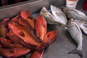 Pescados rojos y grises en el mercado del Peixe en Mindelo, Cabo Verde
