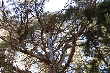 Centennial Pino Gordo del Toril in Sierra de Cazorla y Segura