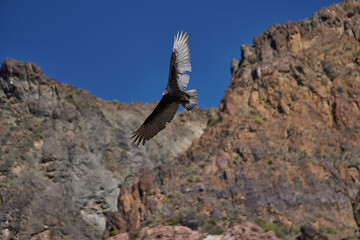 Jote Cabeza Colorada, Mendoza, Argentina