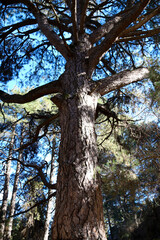 Centennial Pino Gordo del Toril in Sierra de Cazorla y Segura