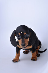 filhote fofo de Dachshund, foto em estúdio fundo neutro, amor canino, pedigree, raça pura 