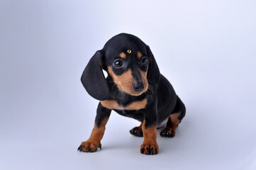 filhote fofo de Dachshund, foto em estúdio fundo neutro, amor canino, pedigree, raça pura 