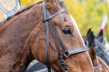 Close-up portrait shot of a chestnut horse adorned with a bridle, set against the backdrop of autumnal foliage, head side view detail, nobody, harness, draft work horse concept, parade event, closeup