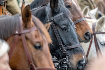 A large group of horses with bridles is closely assembled, waiting to participate in a daytime parade or a public equestrian event, harness, animal head closeup detail, people around, side view