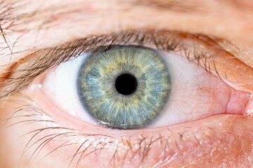 Male Blue-Green Colored Eye With Lashes. Pupil closed. Close Up. Structural Anatomy. Human Iris...
