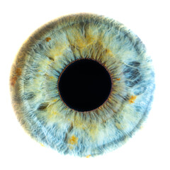 Macro photo of human eye on white background. Close-up of female blue-green colored eye with yellow...