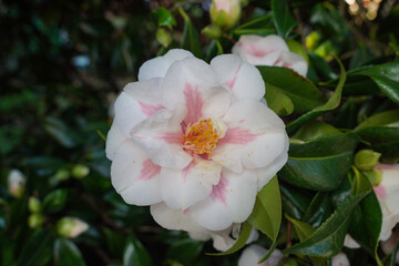 White camellia on flowering garden shrub. beautiful seasonal flower in bloom
