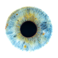 Macro photo of human eye on white background. Close-up of female blue-green colored eye with yellow...