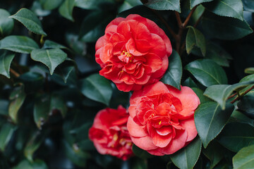 Beautiful pink Camellia flowers in a garden.