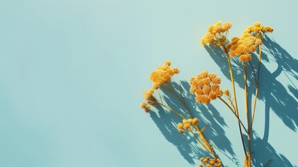 Dried yellow flower tansy over pastel blue background with trendy shadow and sunlight. Minimal summer template with copy space. Flat lay, top view