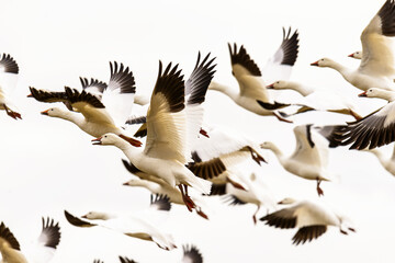 Flock of Snow Geese in Flight.