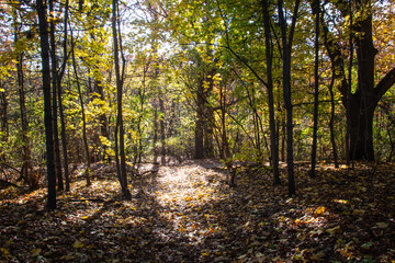 Obraz premium Autumn in the forest