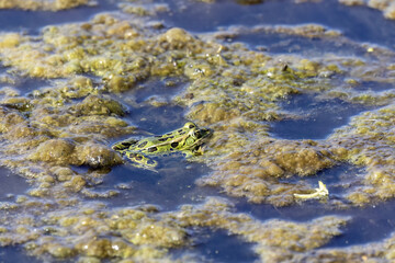 Leopard frog ( Lithobates sphenocephalus )