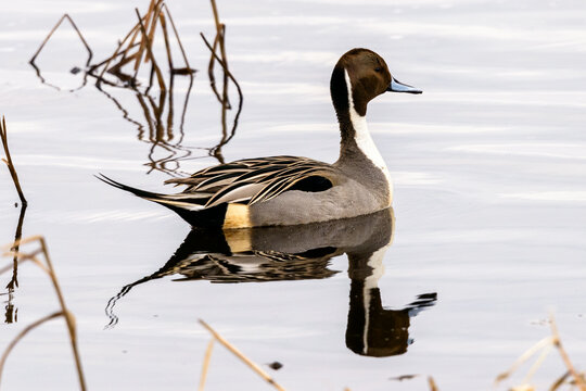 Northern Pintail Duck Swimming with a clear reflection and water reeds.