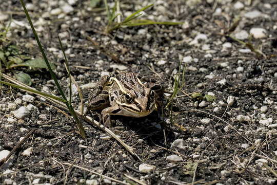 The northern leopard frog (Lithobates pipiensis) native North American animal
