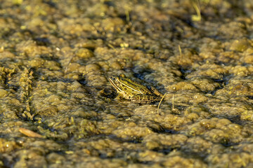 Leopard frog (Lithobates pipiens) on the marsh