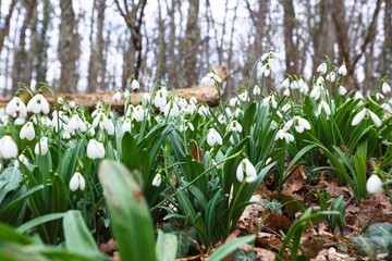 Spring forest with first winter flower
