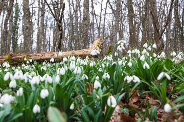 Spring forest with first winter flower