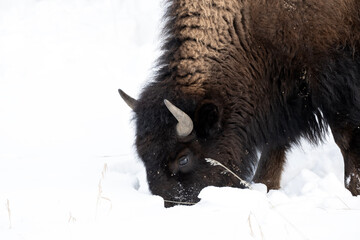 Bison (Bison bison) feeding in snow covered meadow; Grand Teton NP; Wyoming