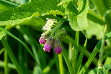 Beinwell Pflanze, mit lila, violett farbener Blüte, und grünen Blättern, auf der Wiese