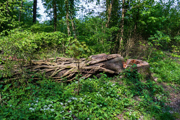 Umgestürzter Baum mit Austrieben und Lianen umwunden im Wald