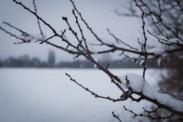 Fototapeta na wymiar Kyiv, Ukraine - February 10, 2024, gloomy and gray weather. it is snowing a little. a white, clean field covered with snow. trees and branches are also covered with snow. 