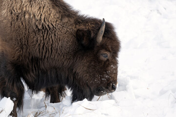 Bison (Bison bison) feeding in snow covered meadow; Grand Teton NP; Wyoming