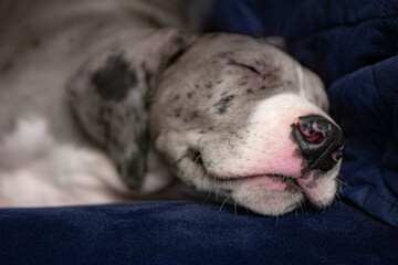 Lincoln the 2 month-old Great Dane puppy naps peacefully, slightly grinning. Narrow depth of field