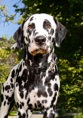 Portrait of Dalmatian dog at the park