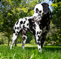 Portrait of Dalmatian dog at the park