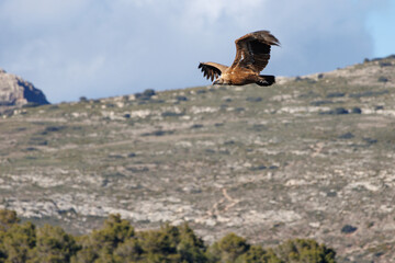 Gyps fulvus batiendo las alas con paisaje de montaña con nubes al fondo en la Sierra de Mariola de Alcoy, España