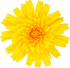 Fototapeta premium Yellow flower with narrow petals and orange center, composite family, vector illustration, isolated with transparent background