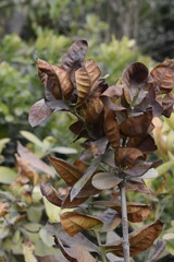 Captivating Flower Blossom in Full Bloom, Perfect for Nature Enthusiasts, Gardeners, and Floral Design Inspiration