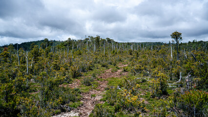 Bosque Nativo, Sur de Chile