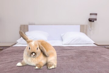 Lovely  bunny or cute easter rabbit at home