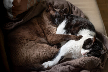 Two cats having a nap