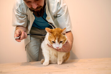 Veterinarian getting ready to do routine checkup , holding orange cat 