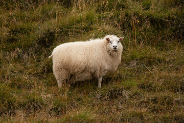 A single sheep on a grassy hill in Iceland