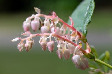 Close up of salal (gaultheria shallon) flowers in bloom