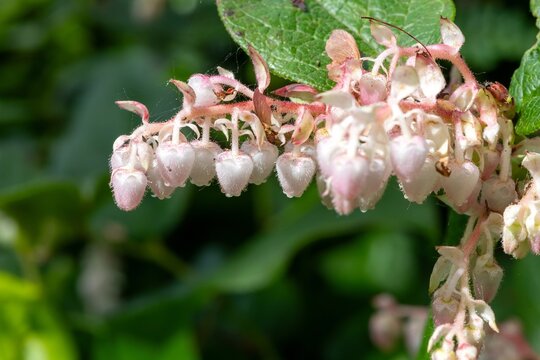 Close up of salal (gaultheria shallon) flowers in bloom