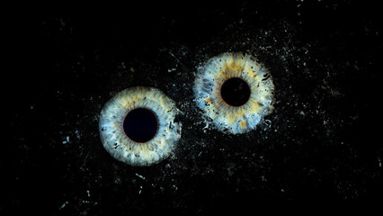 Galaxy explosion effect of human eyes colliding on black background. Close-up of blue and green...