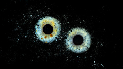 Galaxy explosion effect of human eyes colliding on black background. Close-up of blue and green...