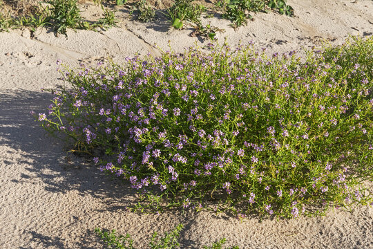 Bl&uuml;hender Europ&auml;ischer Meersenf (Cakile maritima, sea rocket) am Strand der Ostsee bei Heiligenhafen in Schleswig-Holstein