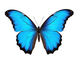 Naklejka premium a blue butterfly with black wings