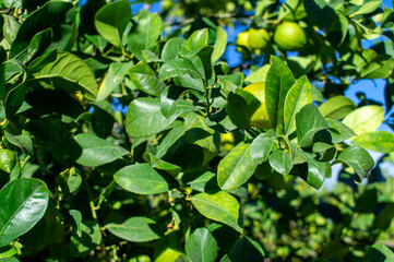 Lemon tree with its fruits.