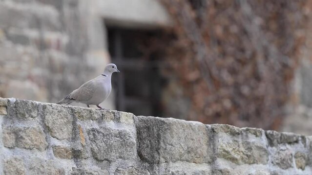 Une tourterelle pos&eacute;e sur un muret qui observe paisiblement.