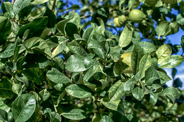 Lemon tree with its fruits.